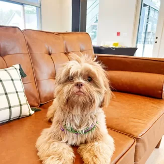 dog resting on a couch
