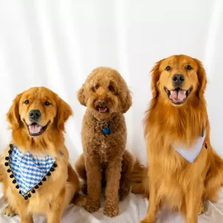 three dogs